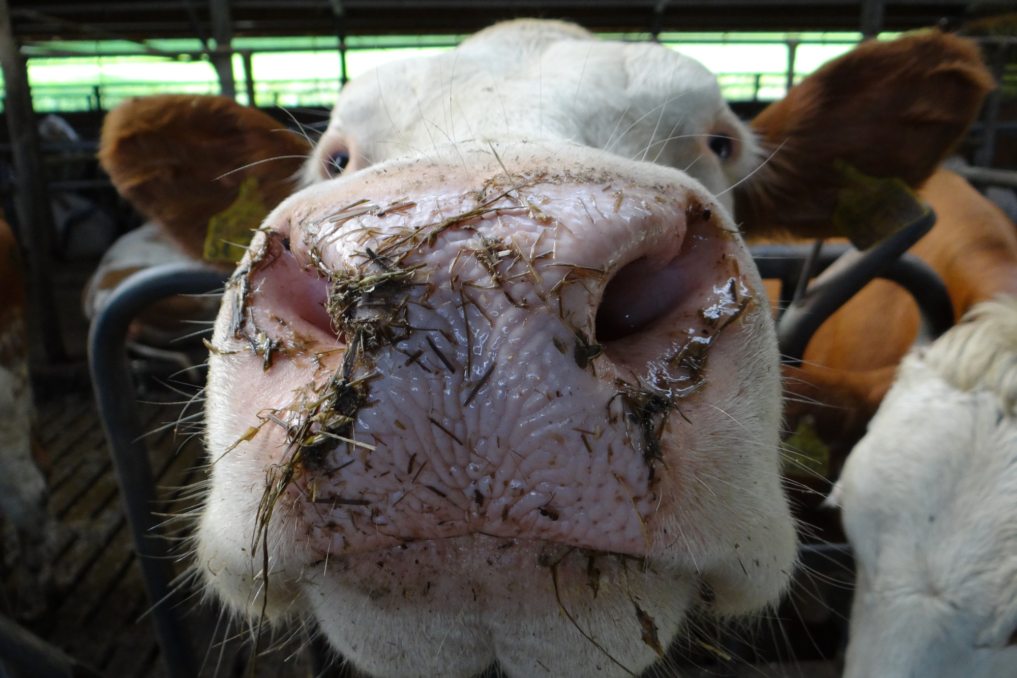 Cómo combatir el estrés térmico en vacas: instalaciones y maquinaria